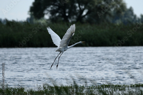 gray heron - a species of large water bird with a slender figure with a long curved neck