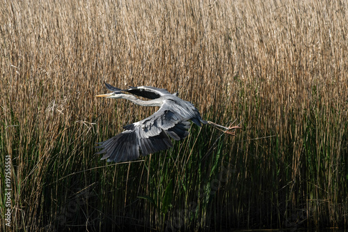 gray heron - a species of large water bird with a slender figure with a long curved neck