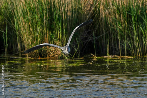 gray heron - a species of large water bird with a slender figure with a long curved neck