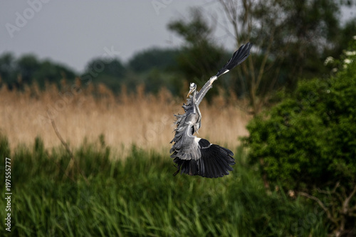 gray heron - a species of large water bird with a slender figure with a long curved neck
