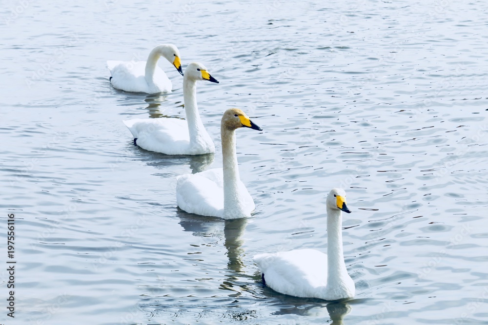 Naklejka premium 旭川に飛来した白鳥