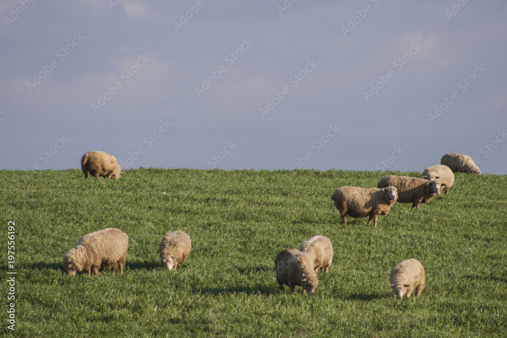 Fototapeta premium Sheep eating meadow in a hill, sunset light. Curitibanos, Santa Catarina / Brazil