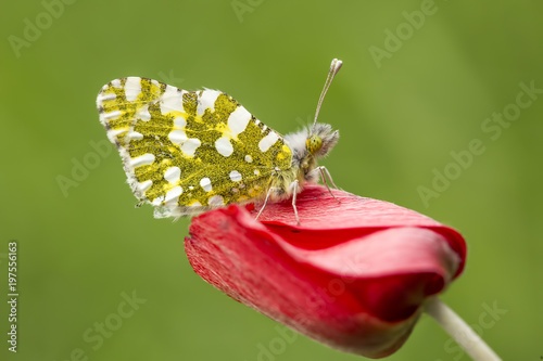 Butterfly in nature