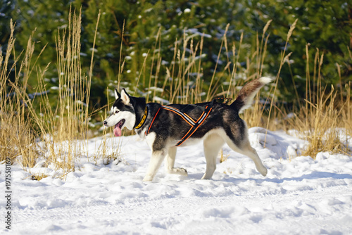 Black and white Siberian Husky sled dog walking on a snow wearing a collar and a harness