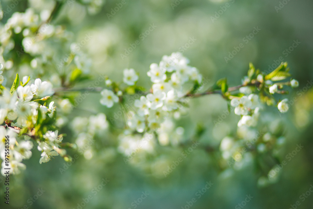white flowers cherry tree. white flowers cherry tree. Flowers cherry tree blossomed. white flowers cherry tree. white flowers cherry tree. Flowers cherry tree blossomed.