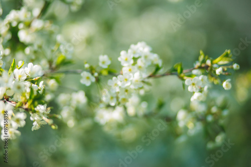 white flowers cherry tree. white flowers cherry tree. Flowers cherry tree blossomed.