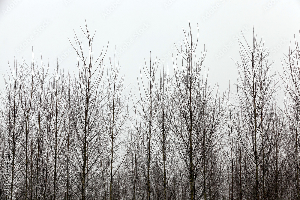 Trees in winter Trees in winter