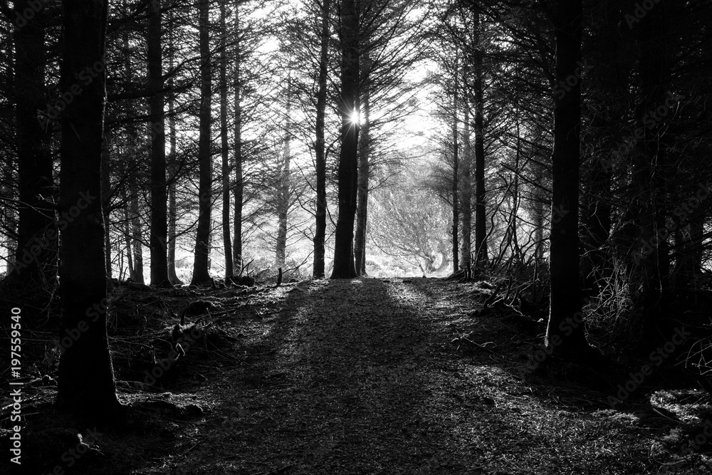 Fototapeta premium Black and White photo of Evening Sunlight through Forest Trees 
