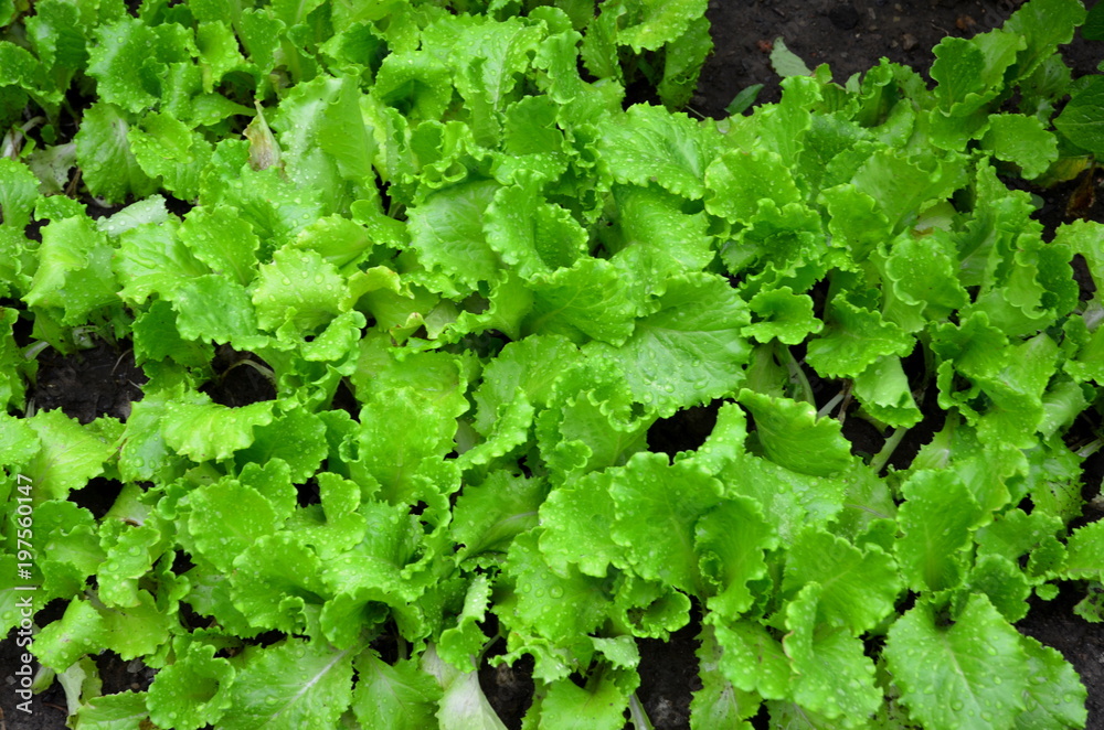Juicy young lettuce is covered with raindrops. Juicy young lettuce is covered with raindrops.