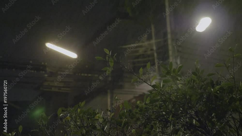 Strong winds and rain shook the trees in dark night. Tropical rain falling on tree leaves and asphalt road, peaceful nature background Strong winds and rain shook the trees in dark night. Tropical rain falling on tree leaves and asphalt road, peaceful nature background