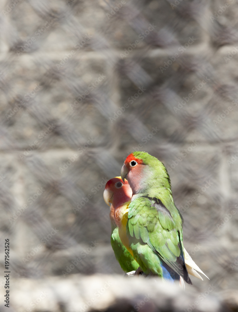 Naklejka premium green parrots
