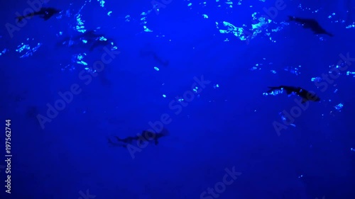 close-up. night, in the moonlight, in the sea, large fish swim. photo