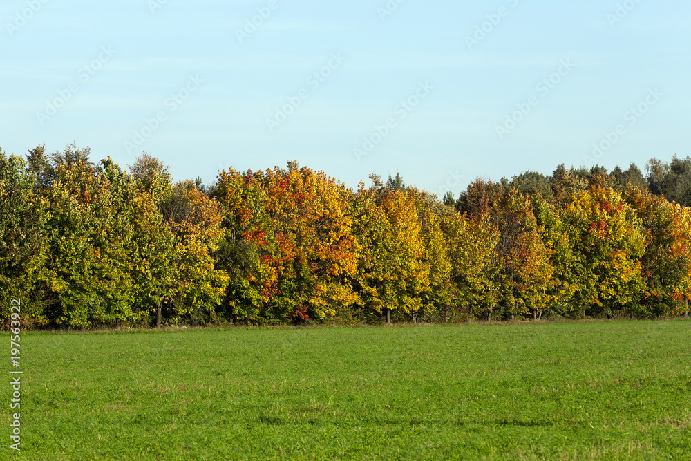 Fototapeta premium forest maples