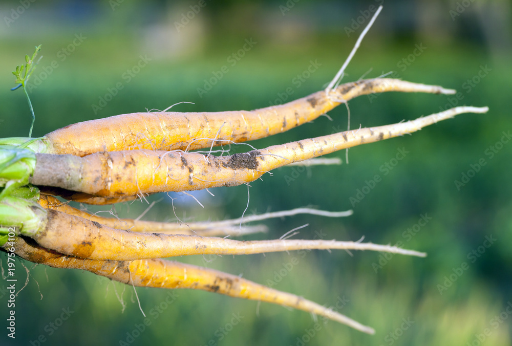 Naklejka premium fresh harvest