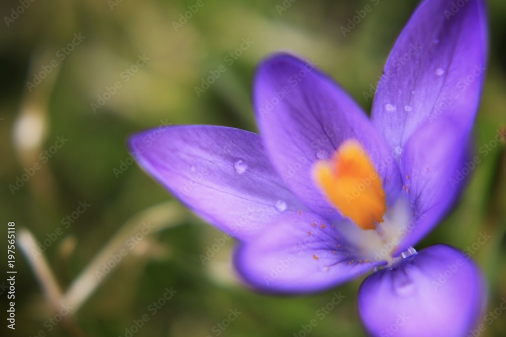 Crocus in grass Crocus in grass