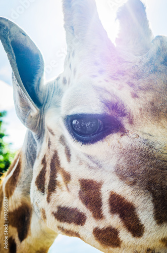 Giraffe Eye (ID: 197565587)