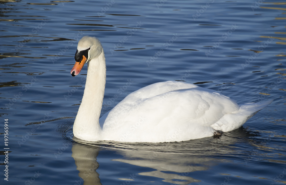 a flock of swan diving in England a flock of swan diving in England