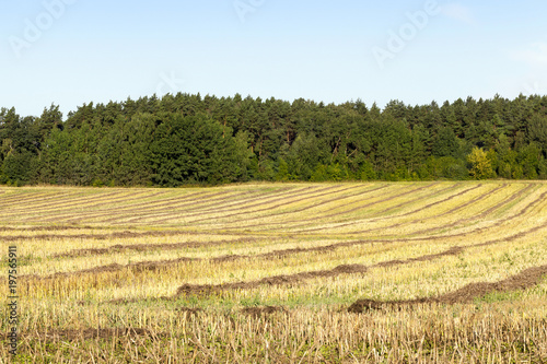  rows of straw