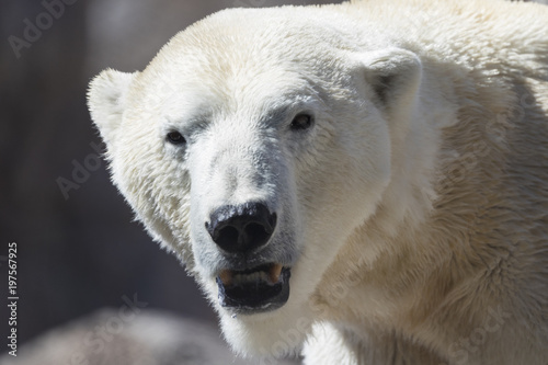 close up of a big polar bear looking for food