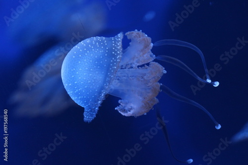 Australian White Spotted Jellyfish Underwater Photograph 