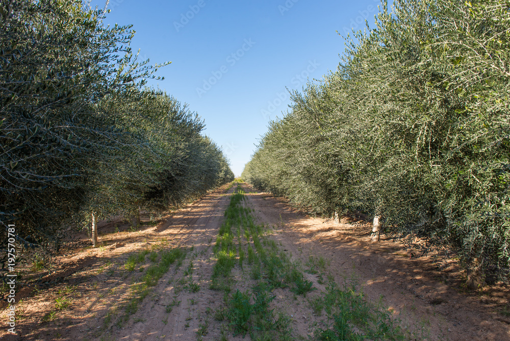 Young Olive Tree Plantation Young Olive Tree Plantation
