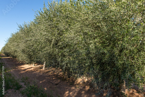 Young Olive Tree Plantation