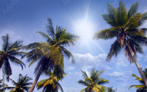 Bright sun and palms