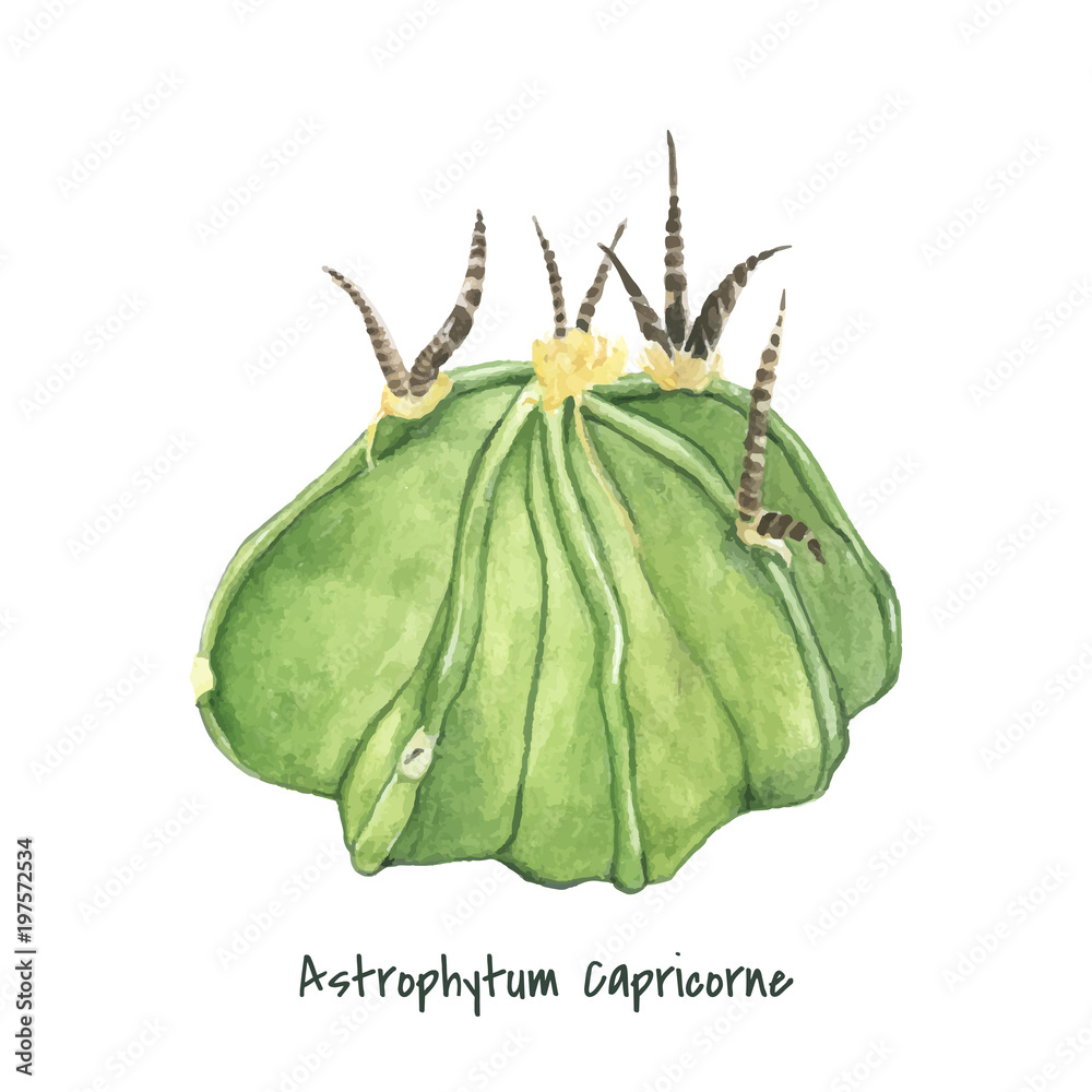 Naklejka premium Hand drawn of astrophytum capricorne