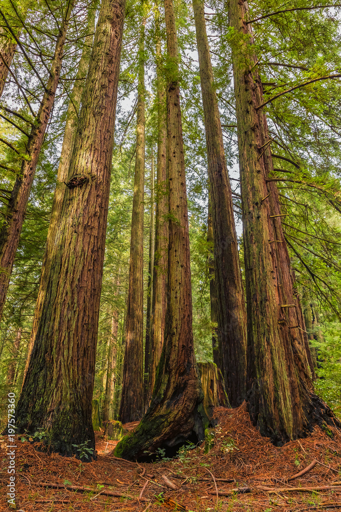 Giant sequoia trees in the Redwoods Forest in California Giant sequoia trees in the Redwoods Forest in California