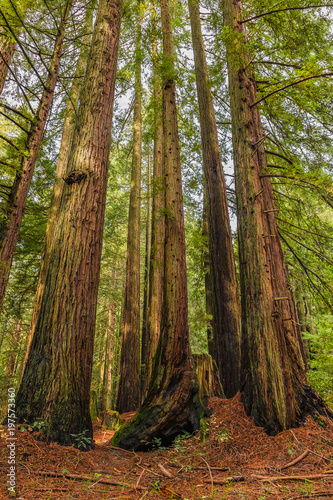 Giant sequoia trees in the Redwoods Forest in California
