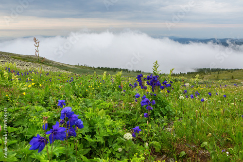 Blue aquilegia blooms against the background of mountains in the fog. Altai Krai. photo