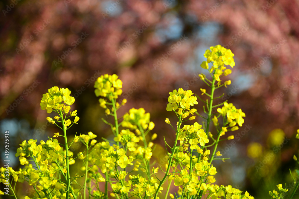 豊前の菜の花 豊前の菜の花