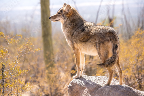 Fototapet Coyote in the Desert