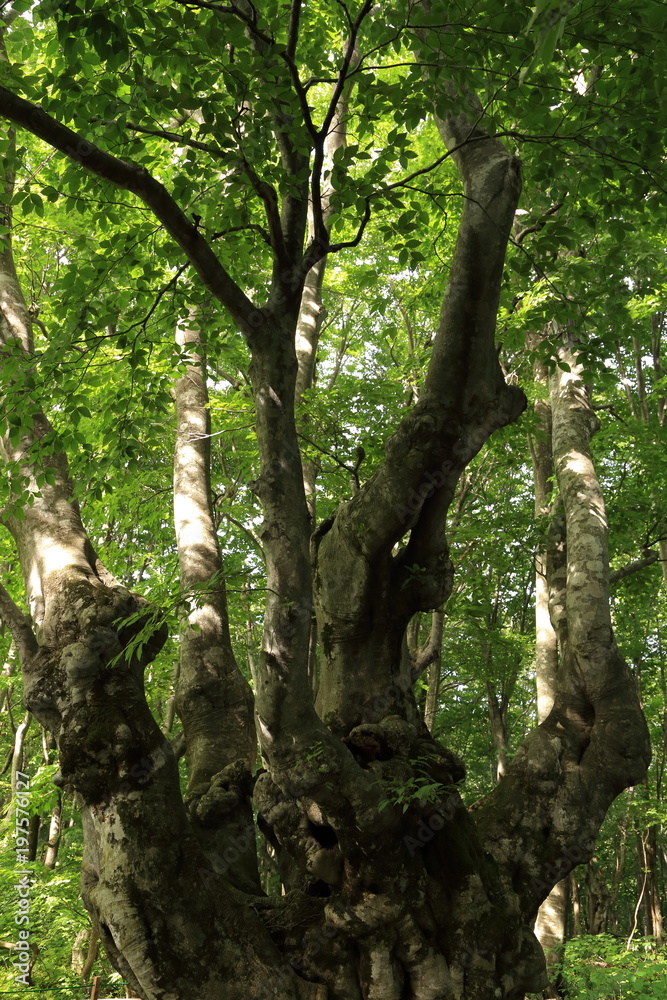Fototapeta premium 獅子ケ鼻湿原 ブナの原生林（あがりこ） Shishigahana-wetlands and Beech forest(Agariko) / Nikaho, Akita, Japan 