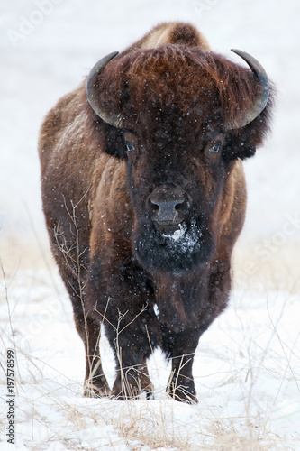 American buffalo (bison) in snow