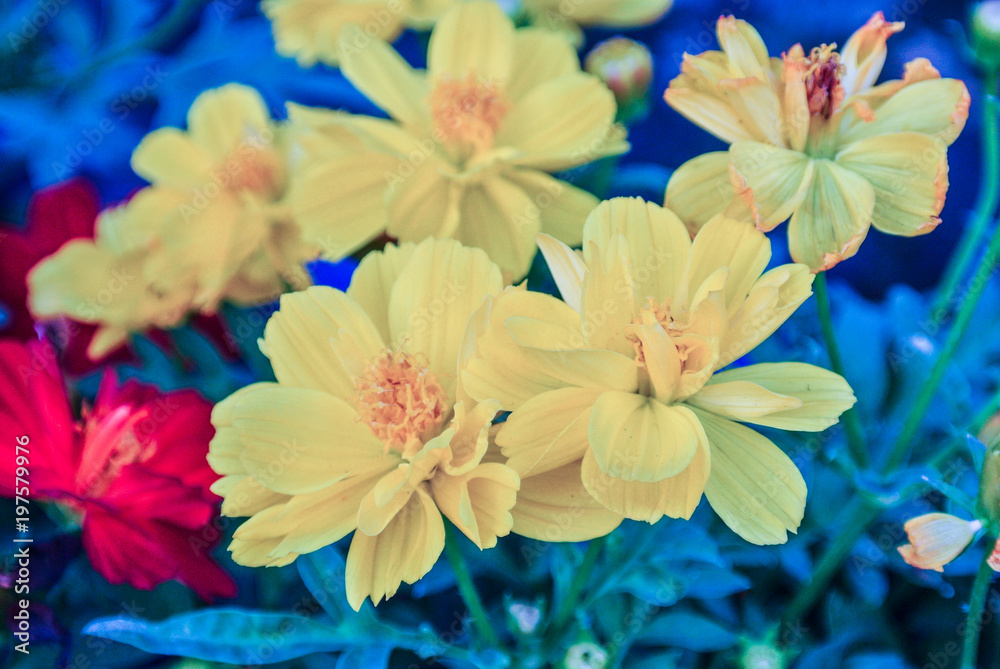 Cosmos is also known as Sulfur Cosmos and Yellow Cosmos. It is native to Mexico, Central America.