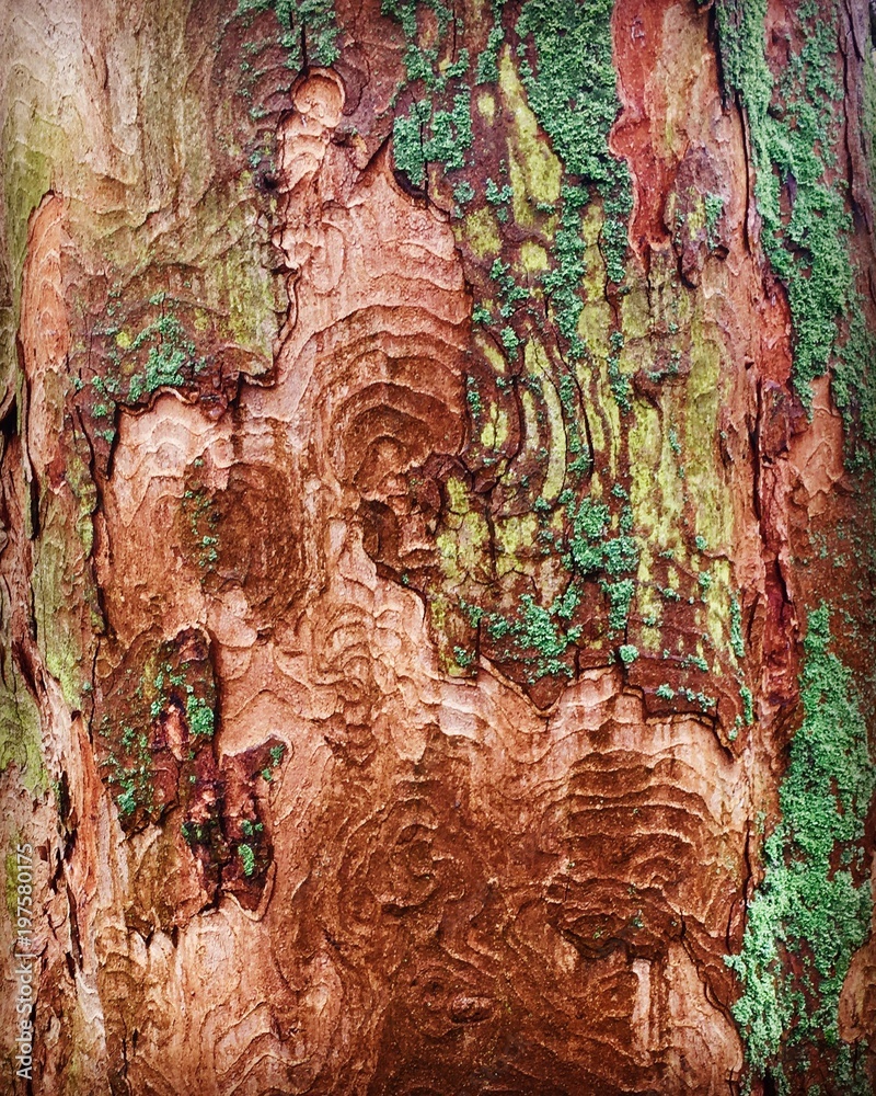 Naklejka premium trees