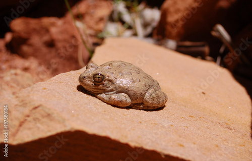 Desert frog chilling at the oasis in the Bears Ears wilderness in Southern Utah.
