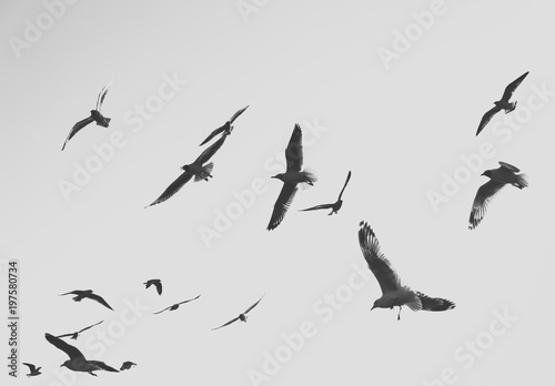 Birds © tete_escape