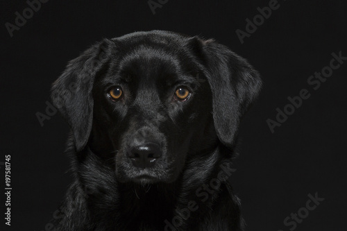 Portrait eines schwarzen Labradors
