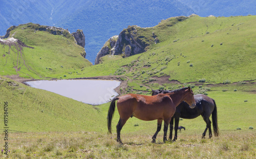 horses love in the mountains photo