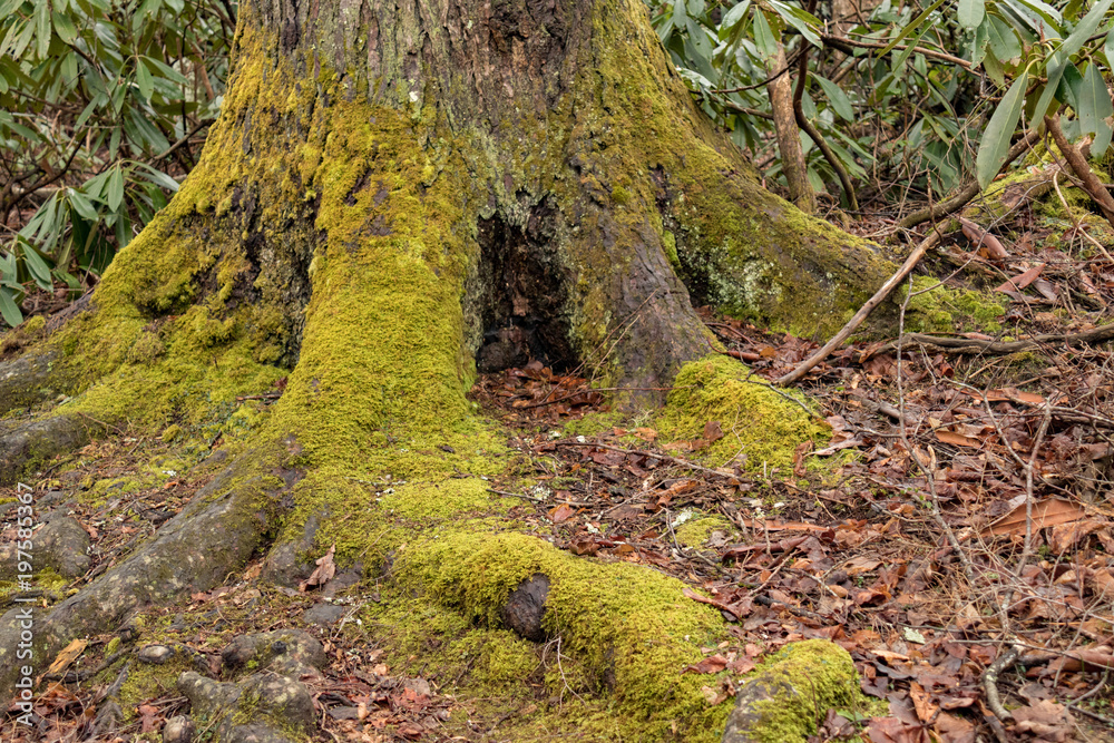 Moss covered tree trunk Moss covered tree trunk