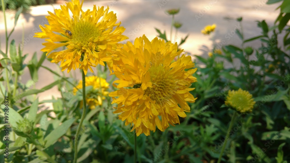 chrysanthemum indicum chrysanthemum indicum