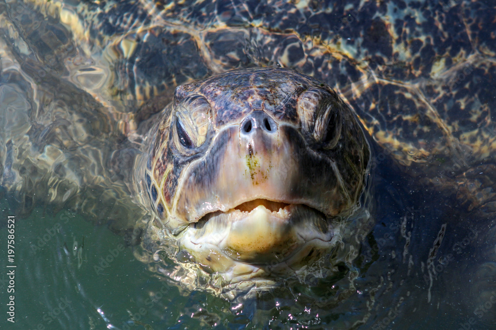 Obraz premium A turtle breathing on the water surface