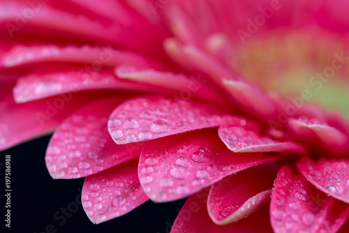 Pink Flower Petals Close up