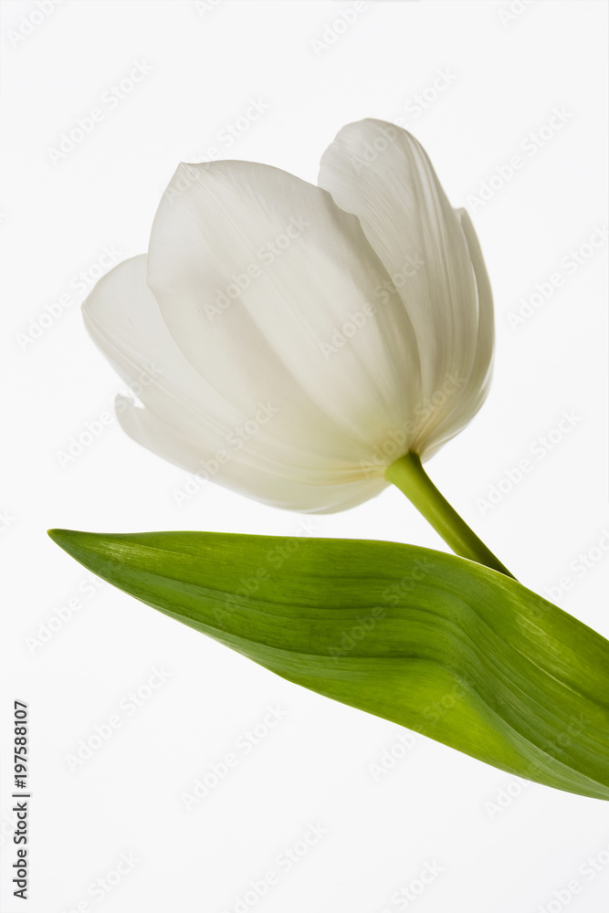Obraz premium Blossoming bud of the white tulip on light background. Closeup, selective focus
