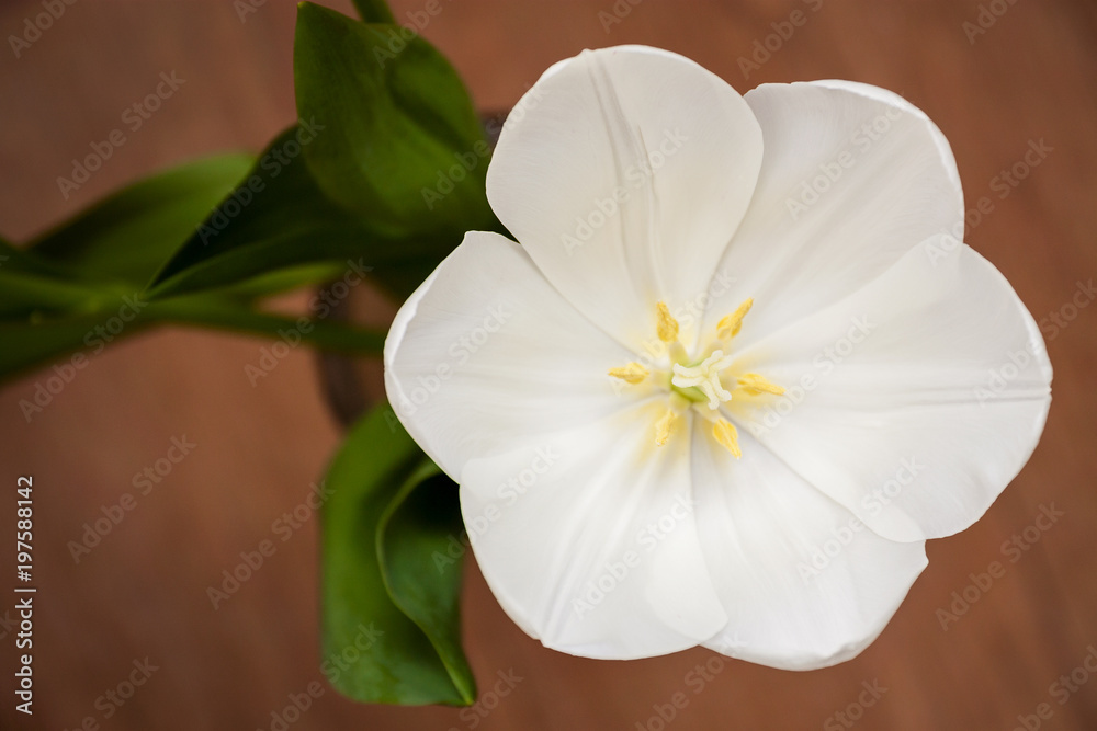 Obraz premium Blossoming bud of the white tulip on brown background. Top view, closeup, selective focus