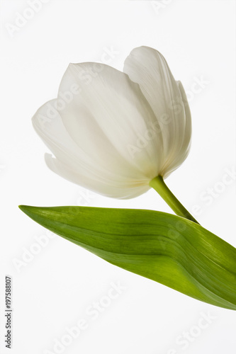 Blossoming bud of the white tulip on light background. Closeup  selective focus
