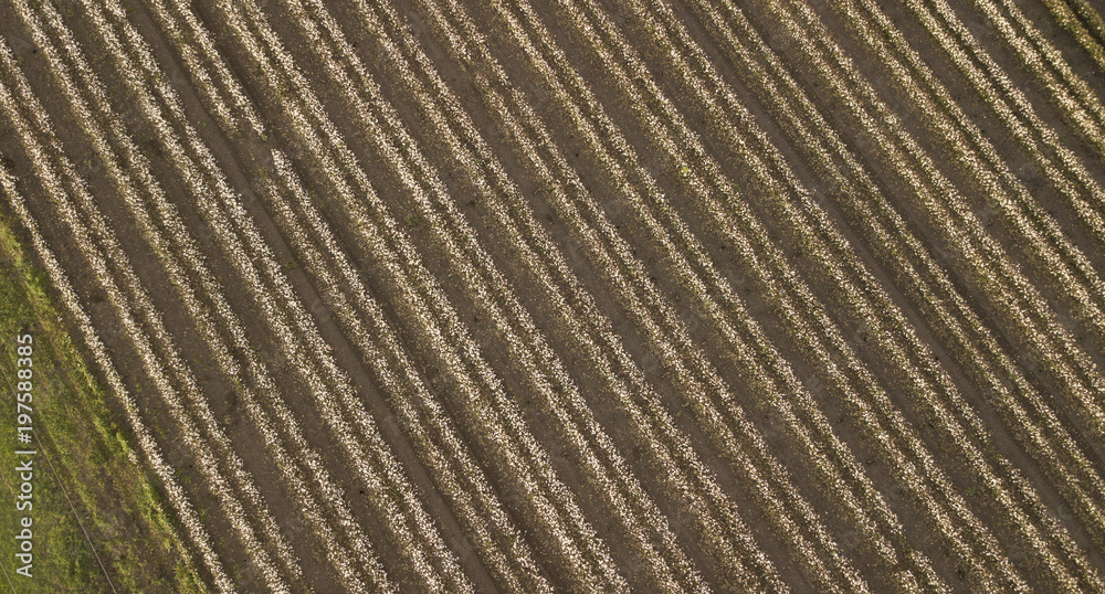 Field of cotton in the countryside ready for harvesting. Field of cotton in the countryside ready for harvesting.