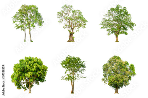 Set of tree shape and Tree branch on white background for isolated  Multiple tree on white background with clipping path.